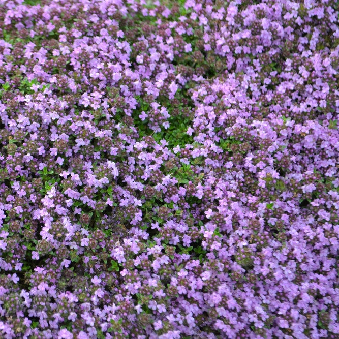 Thymus pseudolanuginosus | Wooly Thyme