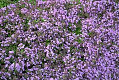 Thymus pseudolanuginosus | Wooly Thyme