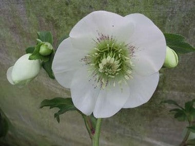 Helleborus x hybridus | Single Hybrid | White