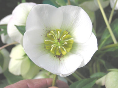 Helleborus x hybridus | Single Hybrid | White