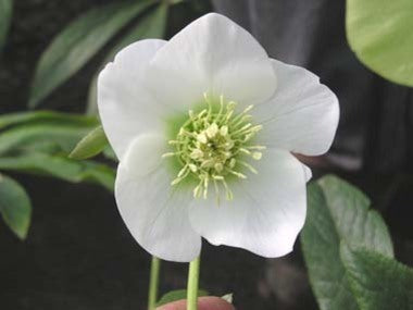 Helleborus x hybridus | Single Hybrid | White