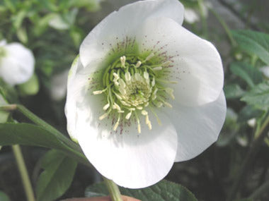 Helleborus x hybridus | Single Hybrid | White