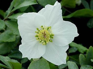 Helleborus niger | White Magic