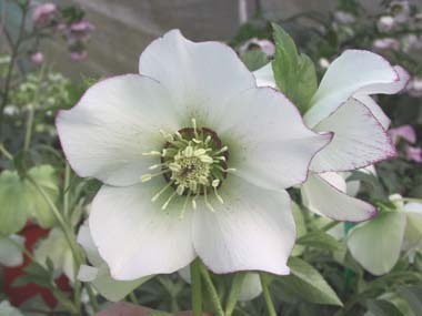 Helleborus x hybridus | Single Hybrid | White Picotee