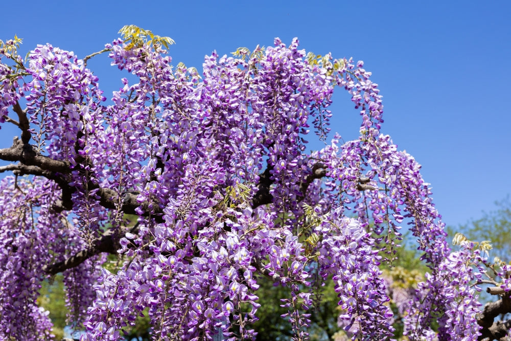 wisteria amethyst Wisteria sinensis