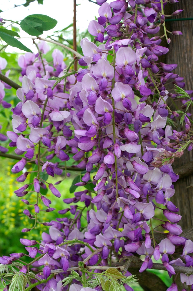 Wisteria x hybrid | Caroline – Addenbrooke