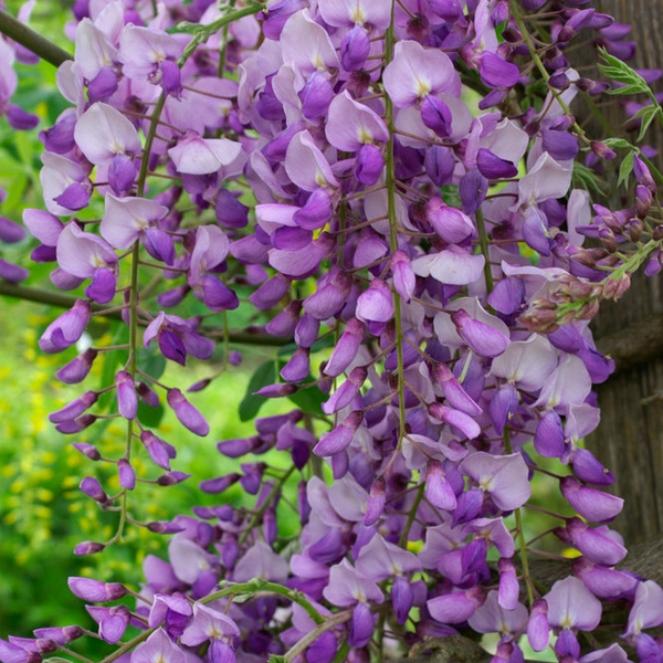wisteria  file.jpg