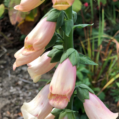Puriri Lane | Digitalis purpurea | Dalmation Peach