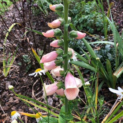 Digitalis purpurea | Dalmation Peach | F1