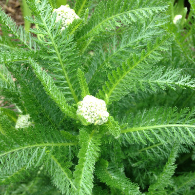 Puriri Lane | Achillea millefolium | Blush