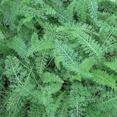 Puriri Lane | Achillea millefolium | Blush