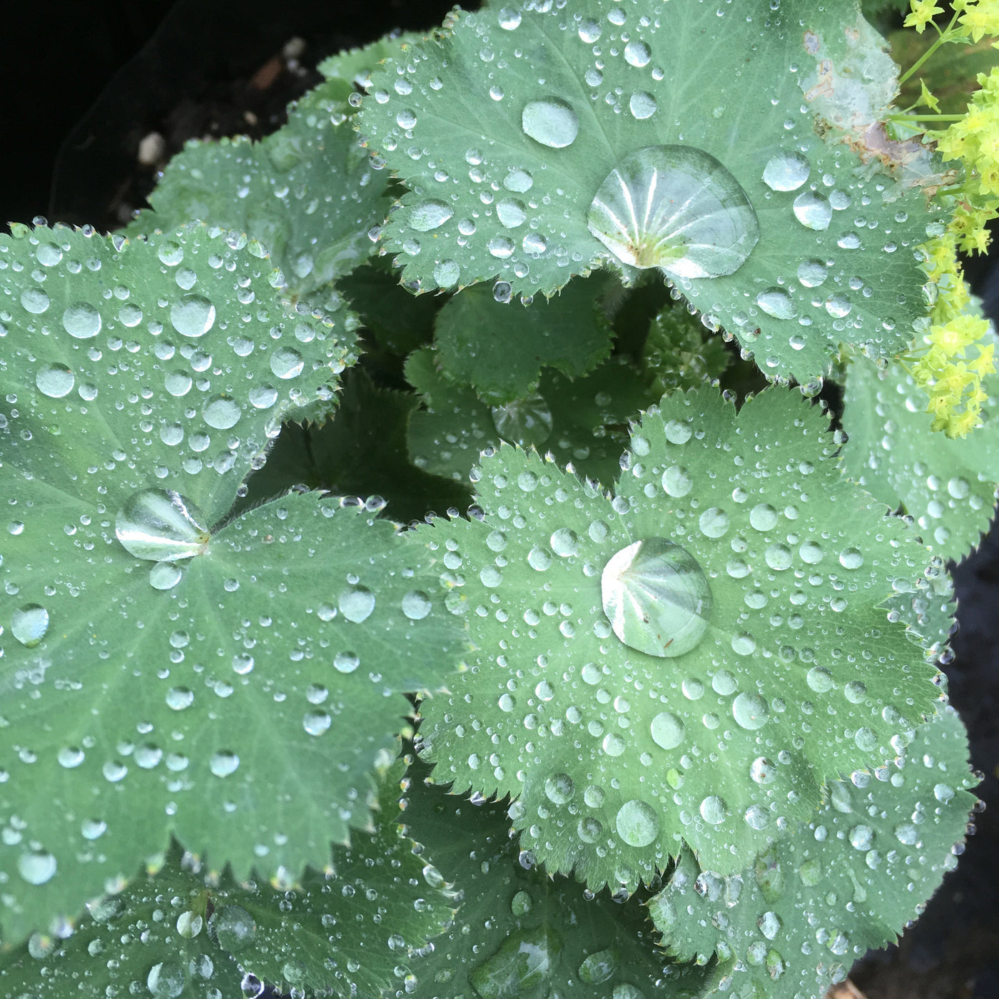 Puriri Lane | Alchemilla mollis