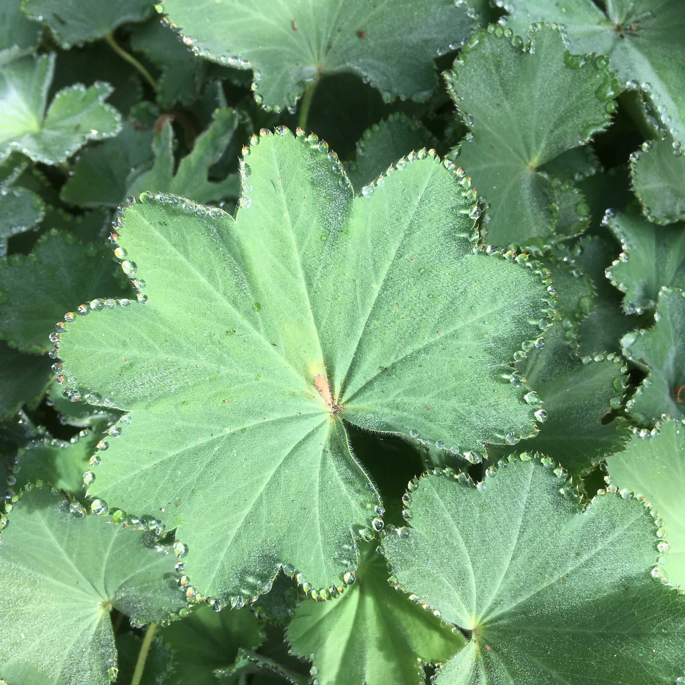 Puriri Lane | Alchemilla mollis