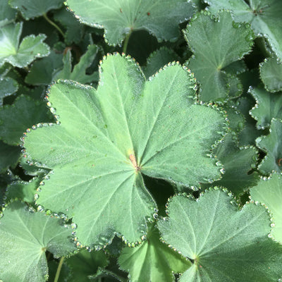 Puriri Lane | Alchemilla mollis