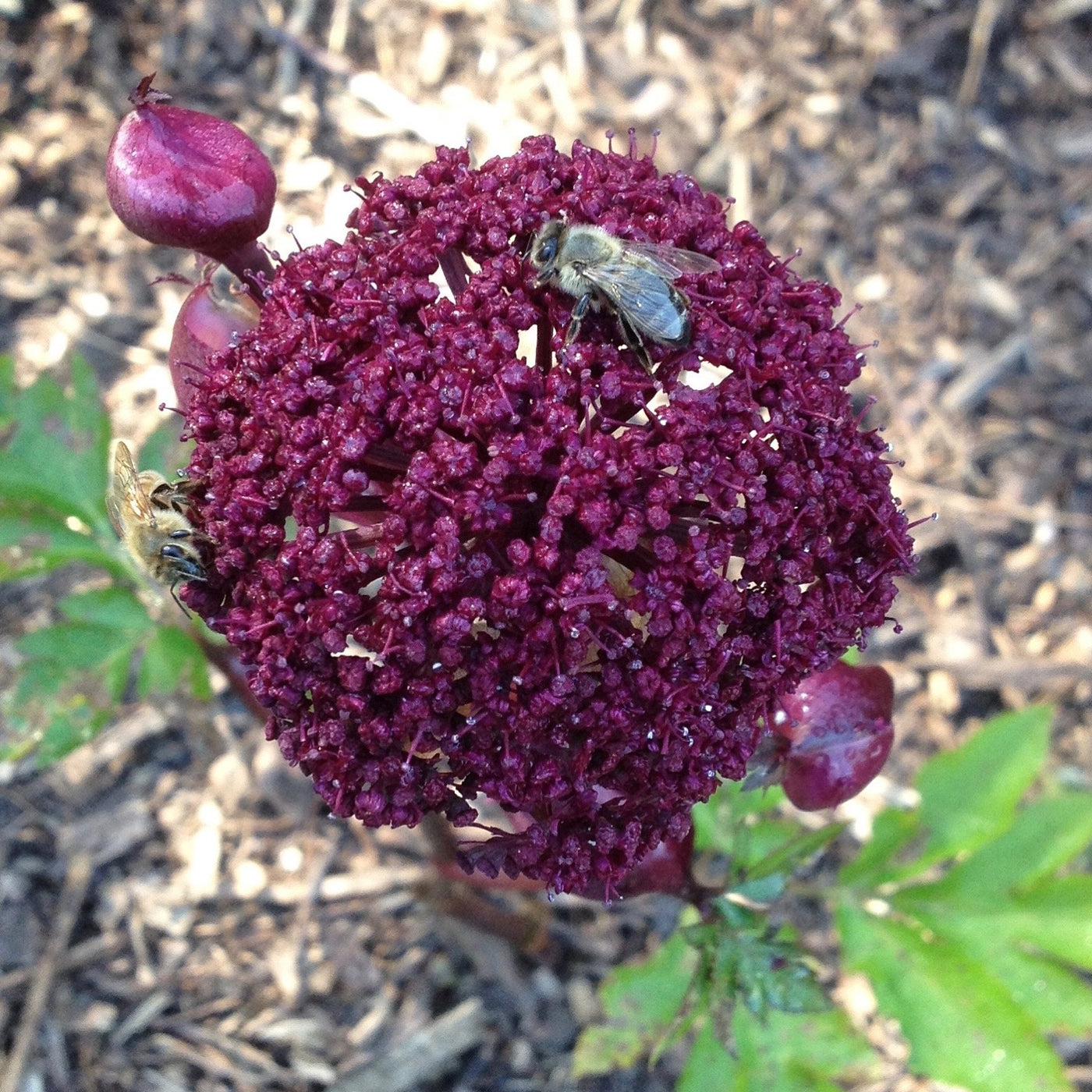 Puriri Lane | Angelica Gigas