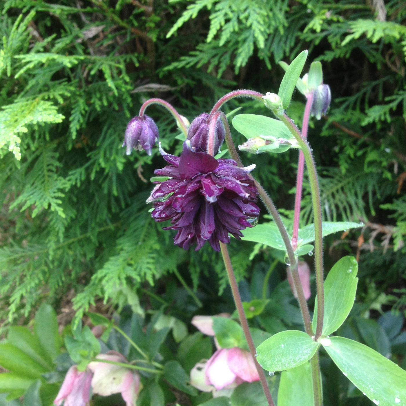 Puriri Lane | Aquilegia vulgaris var. stellata  | Black Barlow