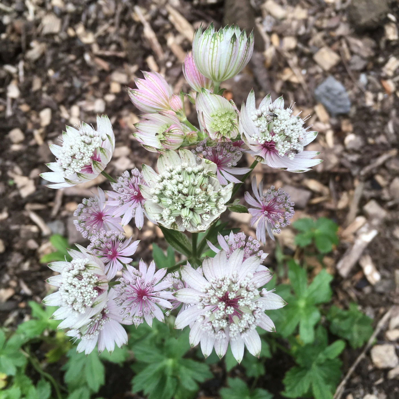 Puriri Lane | Astrantia major 