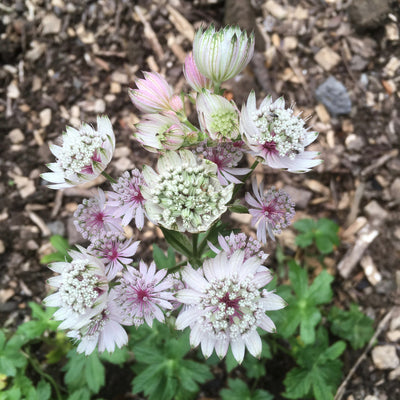 Puriri Lane | Astrantia major 