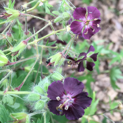Puriri Lane | Cranesbill geranium phaeum samobor | Mourning Widow