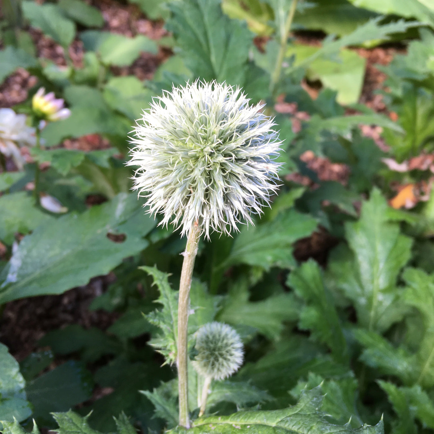 Puriri Lane | Echinops bannaticus | Star Frost