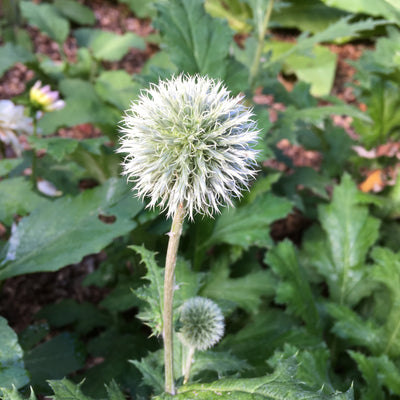 Puriri Lane | Echinops bannaticus | Star Frost