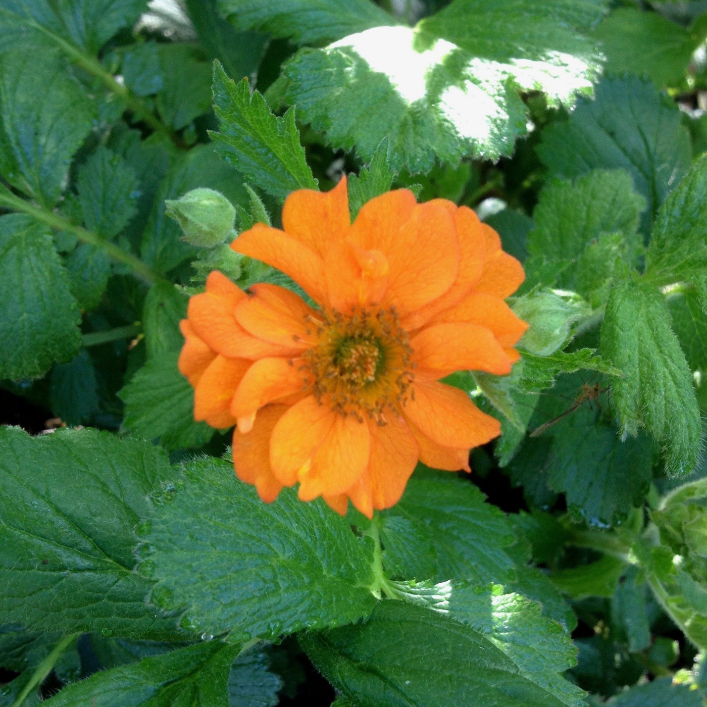 Puriri Lane | Geum | Princess Juliana