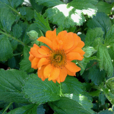 Puriri Lane | Geum | Princess Juliana