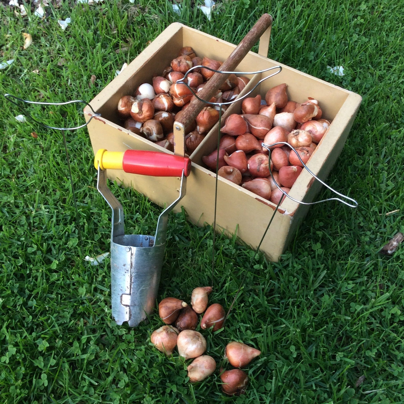 Puriri Lane | Wolfgarten Bulb Planter