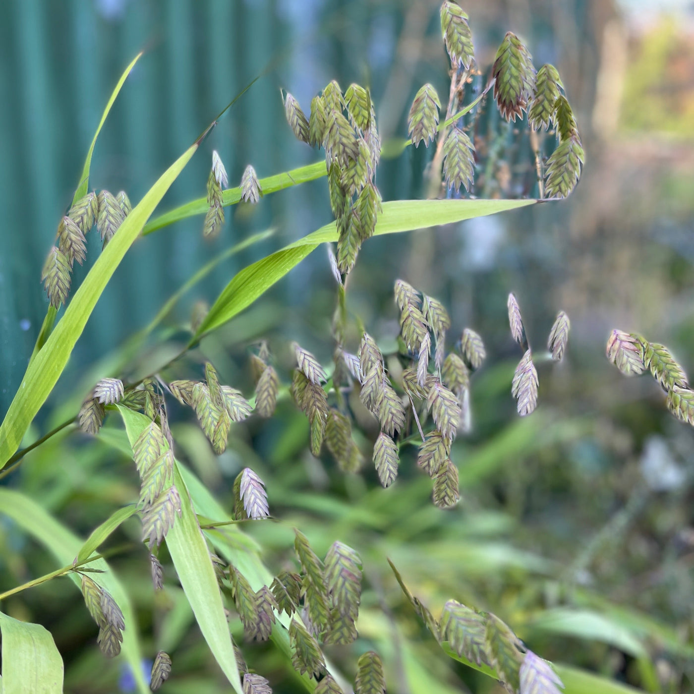 Puriri Lane | Chasmanthium latifolium