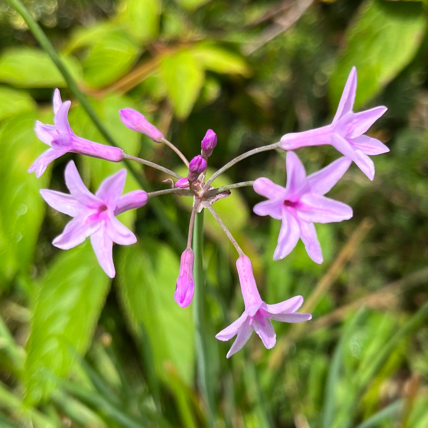 Puriri Lane | Tulbaghia tricolour