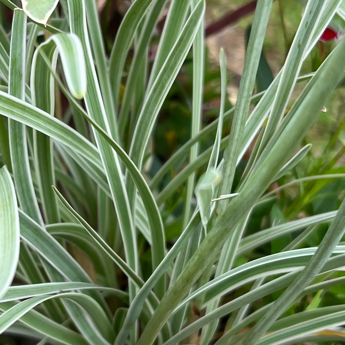 Puriri Lane | Tulbaghia tricolour
