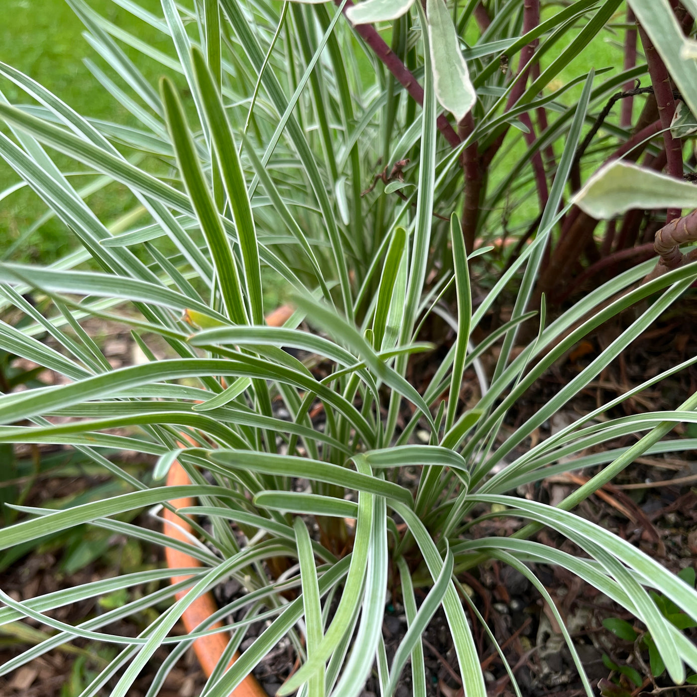 Tulbaghia violacea tricolour