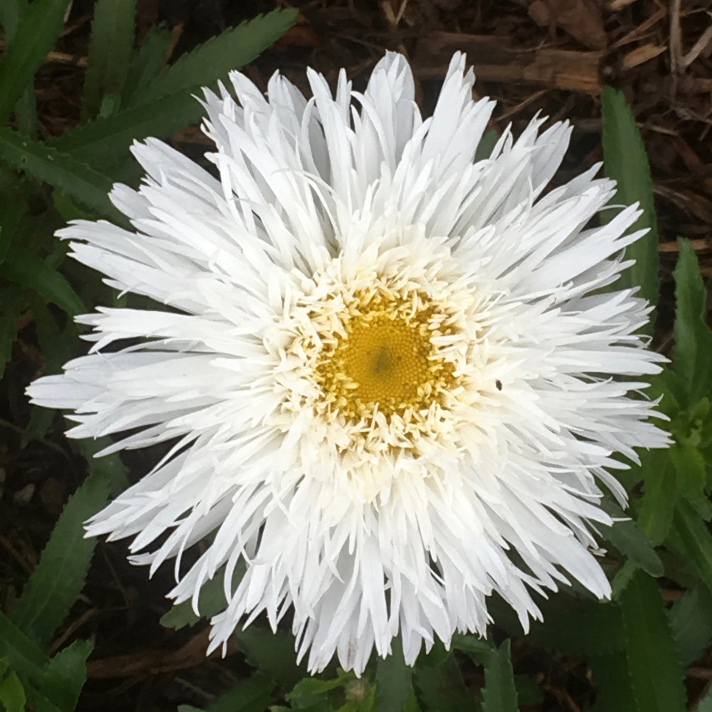 Puriri Lane | Leucanthemum  superbum x  | Osiris Neige