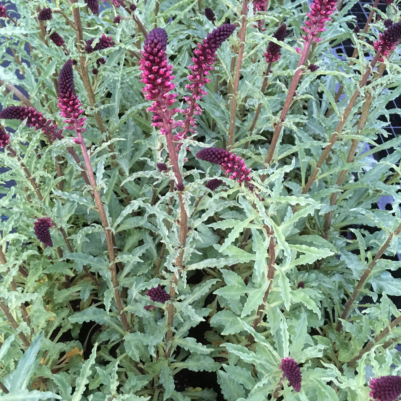 Puriri Lane | Lysimachia atropurpurea  | Beaujolais