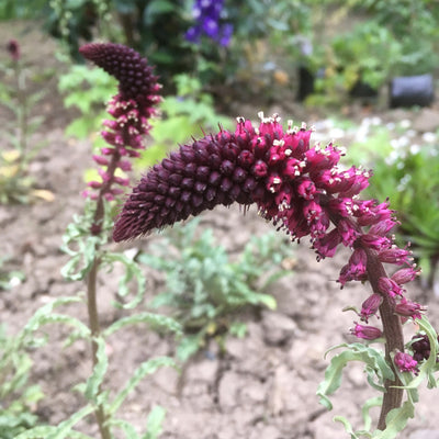 Puriri Lane | Lysimachia atropurpurea  | Beaujolais