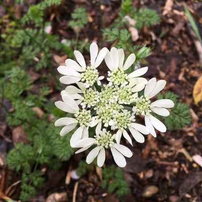 Puriri Lane | Orlaya grandiflora