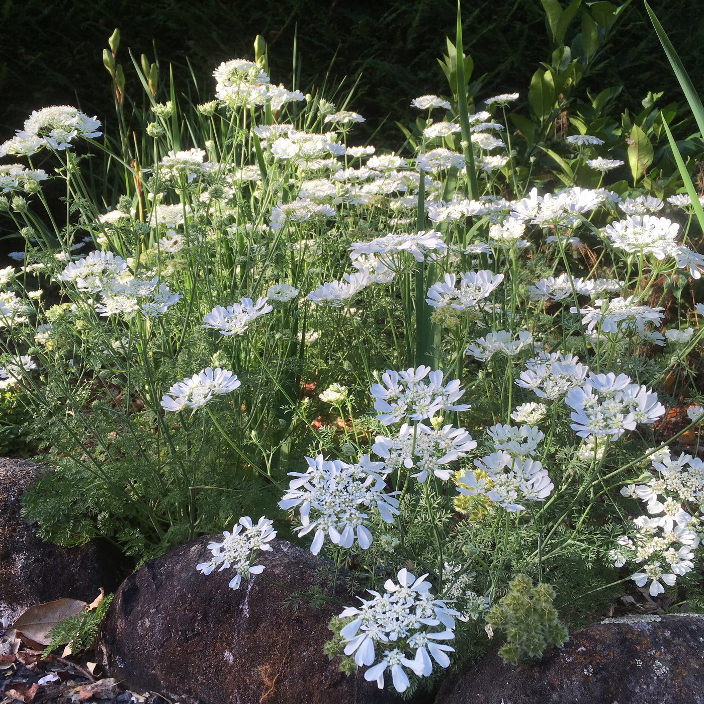 Puriri Lane | Orlaya grandiflora