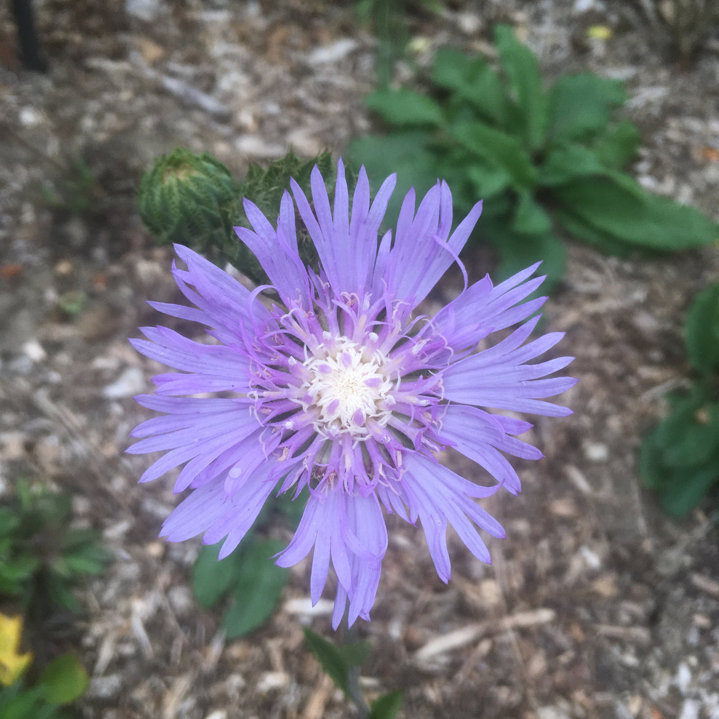 Puriri Lane | Stokesia laevis | Peachies Pick