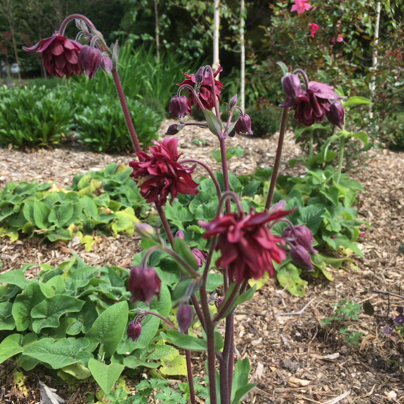 Puriri Lane | Aquilegia vulgaris var. stellata | Ruby Port