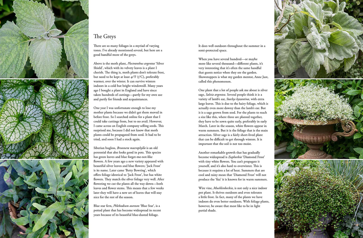 Puriri Lane | Containers In The Garden | Claus Dalby