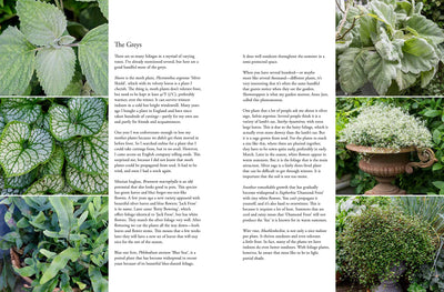 Puriri Lane | Containers In The Garden | Claus Dalby