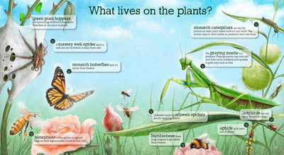 Puriri Lane | In The Garden | Explore & Discover The New Zealand Backyard | GIllian Candler & Ned Barraud