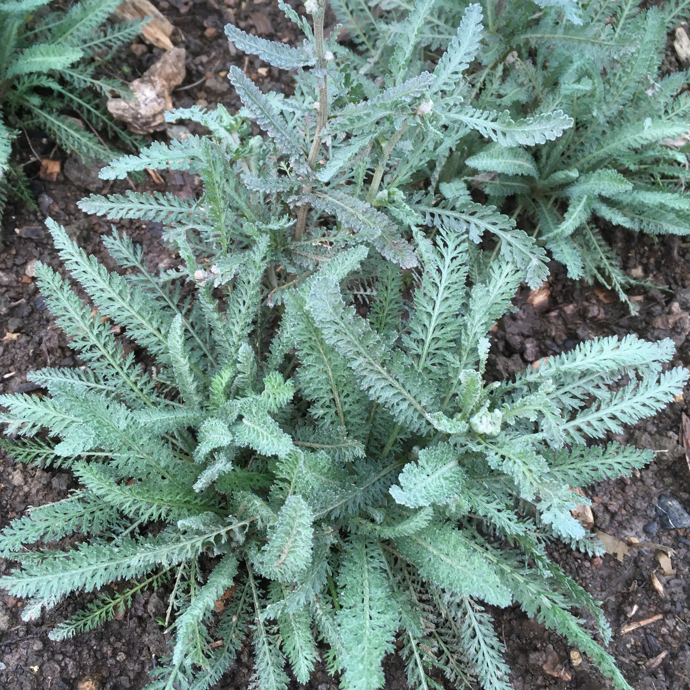 Achillea millefolium | Hella Glasshoff