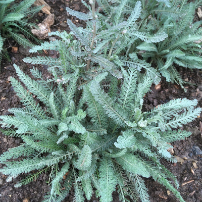 Achillea millefolium | Hella Glasshoff