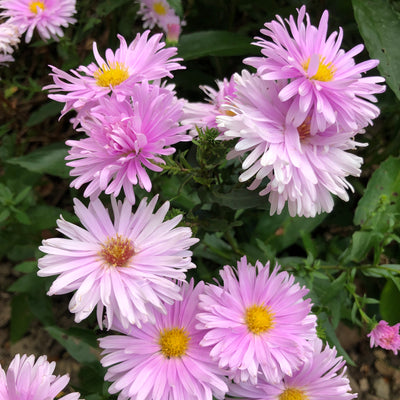 Puriri Lane | Aster novi-belgii | Pretty in pink