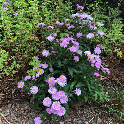Puriri Lane | Aster novi-belgii | Pretty in pink