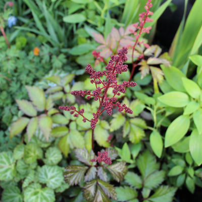 Puriri Lane | Astilbe x Arendsii | Fanal