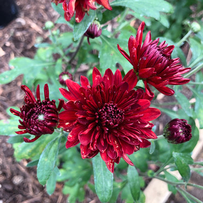 Puriri Lane | Chrysanthemum | Tora