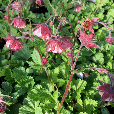 Puriri Lane | Geum rivale | Rosea