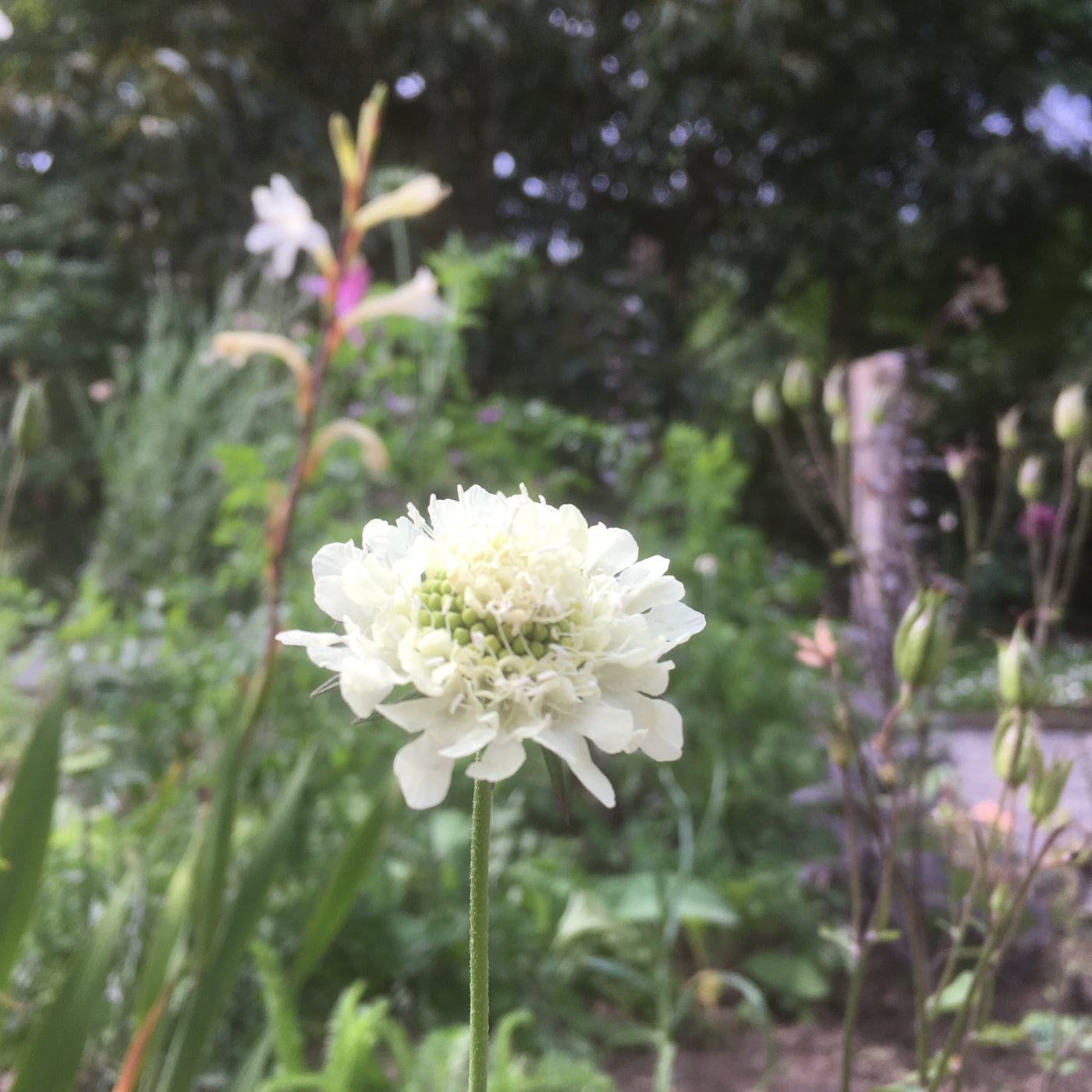 Puriri Lane | Scabiosa ochreuleuca